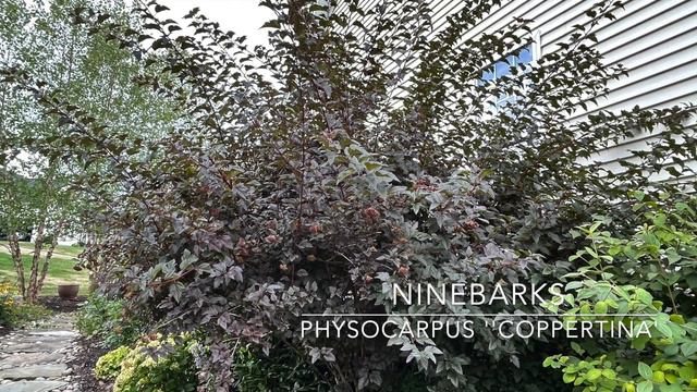 Amazing Shrubs and Perennials for Fall Color - my favorites!