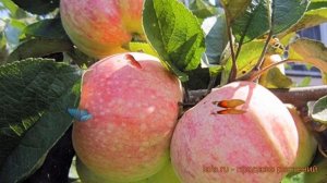 Яблоня обыкновенная Конфетное (malus konfetnoe) ? обзор: как сажать, саженцы яблони Конфетное