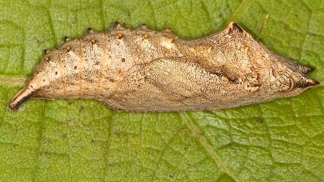 Павлиний глаз и интересные факты о нем смотреть онлайн