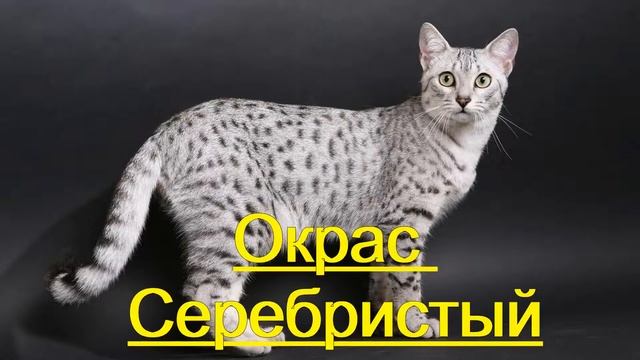 Египетская Мау. Окрасы. смотреть онлайн