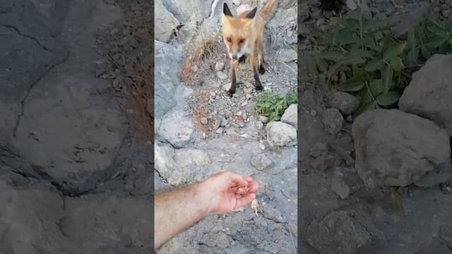 КРЫМ.Лисы в горах. Дикие лисята и люди.Человек и лиса Foxes in the mountains.Fox. Alf the fox.Lisa. смотреть онлайн