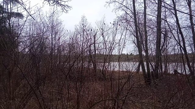 Жизнь в лесу и стройка ИЗБЫ! Привёл помощника. Суп на костре. Непогода. Лодка снова дома.