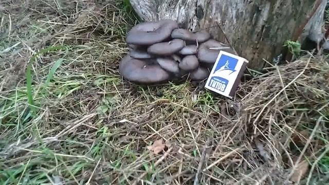 вешенка выращивание .вешенка на пнях. вешенка дома. грибы. вешенка на тополе.