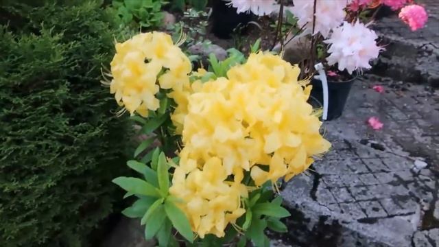 РОДОДЕНДРОНЫ ЛИСТОПАДНЫЕ-КЛОНДАЙК и АНЕККЕ --АЗАЛИИ- смотреть онлайн