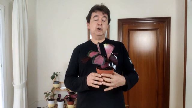 CALATHEA ROSEOPICTA SILVIA - COMO CUIDAR смотреть онлайн