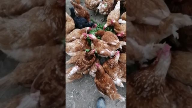 Зелень курам смотреть онлайн