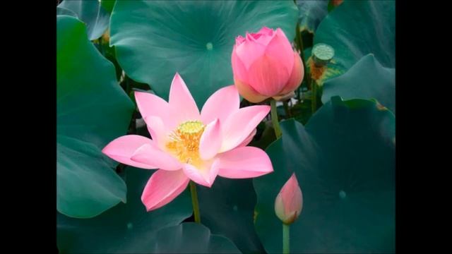 Водные растения Лотос и Нимфеи (Кувшинка) - какая между ними разница смотреть онлайн