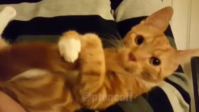 Кот отжигает))) смотреть онлайн