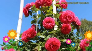 Роза плетистая Маритим. Краткий обзор, описание характеристик, где купить саженцы Maritim