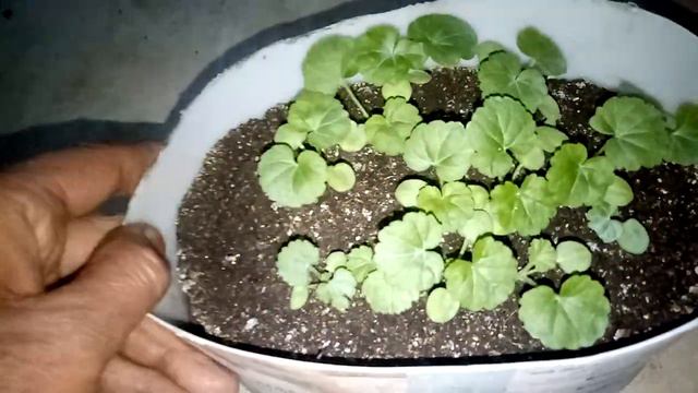 How to grow Geranium and Hollyhock from seeds смотреть онлайн