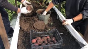 Новый УРОЖАЙНЫЙ сорт КАРТОШКИ - Шарвари Пирошка