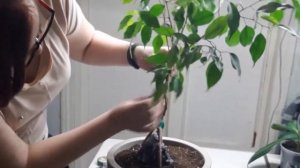 Фикус Бенджамина пересадка/плетение фикуса Бенджамина косичкой