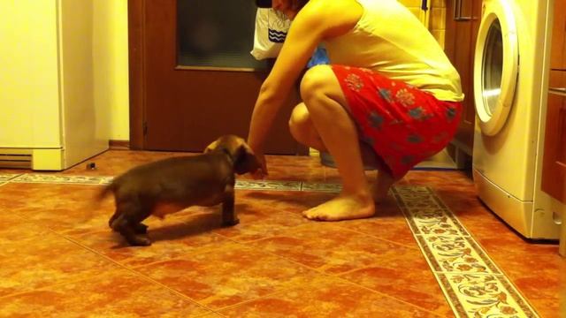 Такса 3 месяца дрессировка смотреть онлайн