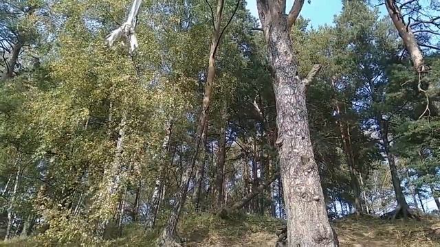 Сосны с оголёнными корнями: экзотическая опушка