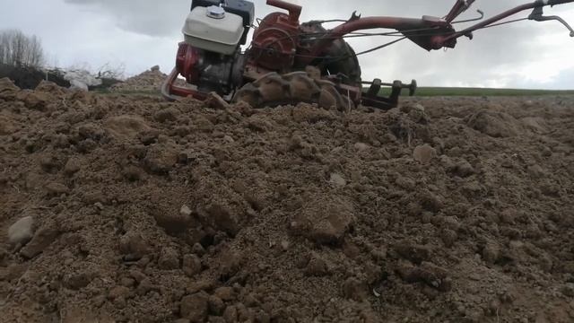 Посадка голубики. Часть четвёртая. Глубина траншеи из под мотоблока. смотреть онлайн