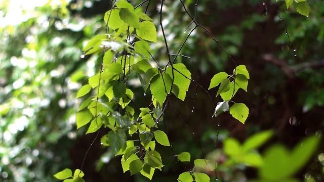 Ambient nature sounds for power nap: Gentle summer rain 20 min + 1 min wake- up buzzer смотреть онлайн