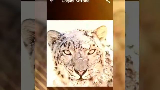 Няшные картинки с котиками и лпс. смотреть онлайн