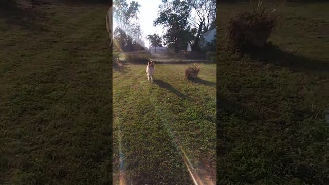 Victor Rough Collie Dog catches toy chase car смотреть онлайн