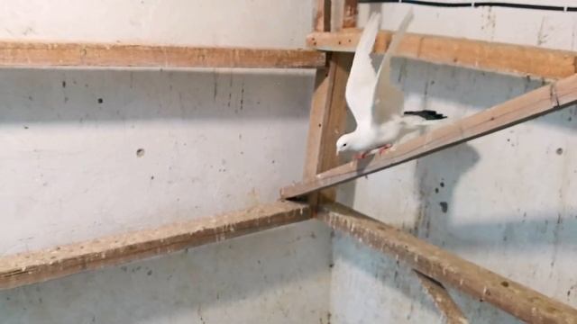 Вечерние кормление голубей с добавкой едят с удовольствием. Tarde de dar de comer a las palomas смотреть онлайн