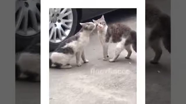 Выщипывают коту брови смотреть онлайн