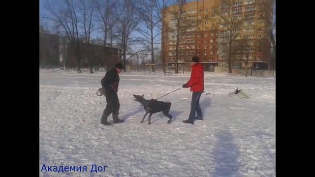 Юрэль из Созвездия Черного Пса Занятие по защите Фигурант Дылгин Игорь декабрь 2015 Хабаровск 2 смотреть онлайн