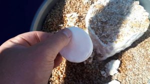 Мицелий Вешенки Своими Руками.