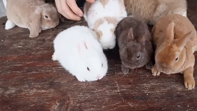 Ушастые малыши, ноябрь 2022 смотреть онлайн