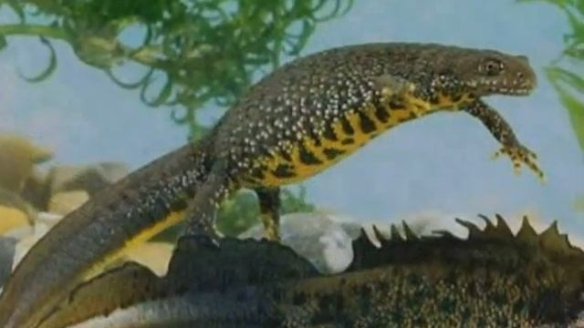 Гребенчатый тритон (лат. Triturus cristatus) смотреть онлайн