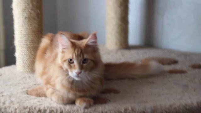 Котик мейн-кун Joke ANZBOR*RU ,6мес смотреть онлайн