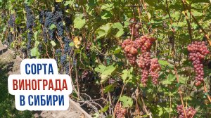 Лучшие морозоустойчивые сорта виноград. Виноград кишмиш для Сибири