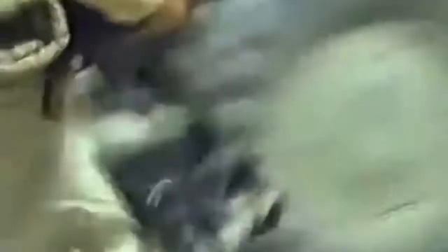 Салам шурави