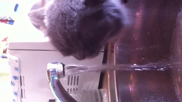 кошка пьет воду из крана смотреть онлайн