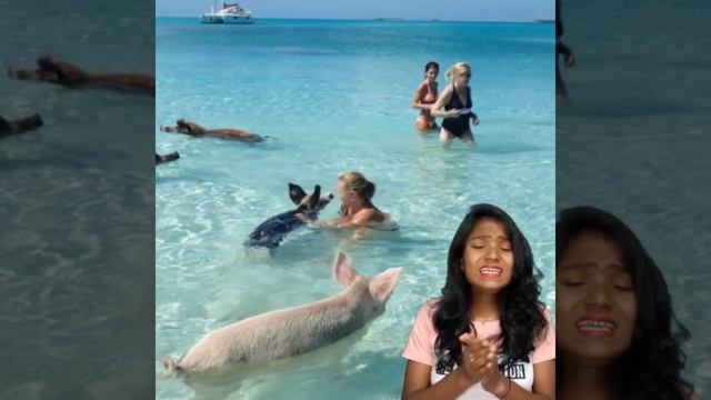 Pig beach island in bahamas tourist place facts #Shorts смотреть онлайн