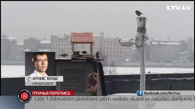 Птичья перепись смотреть онлайн