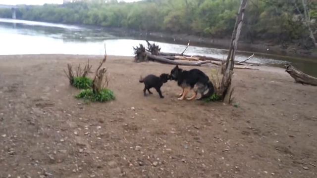 12wk Blue Bay Shepherd & GSD Swimming In Mississippi River смотреть онлайн