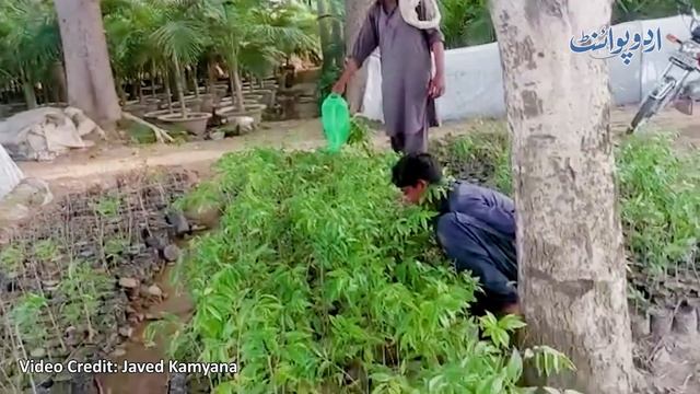 Mehngi Tareen Khushboo Oud Ki Kasht Karne Wala Pehla Pakistani - Ek Tree 10 Lakh Ka Sale Ho Jata Ha смотреть онлайн