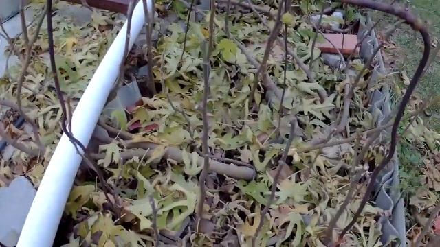 Формировка и обрезка инжира на зиму ч.1 смотреть онлайн