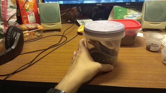 Новые пауки и скорпионы с Рептилиума 2021 смотреть онлайн