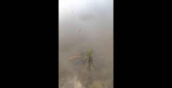 ловля карася. смотреть онлайн