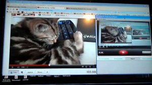 Какой милый котенок! Это просто чудо!