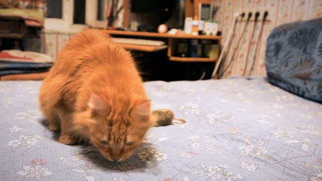 Кошка Мурка и игрушка мышь. смотреть онлайн