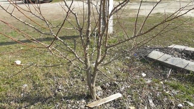 Обрезка абрикоса. Исправление проблем с кроной дерева смотреть онлайн