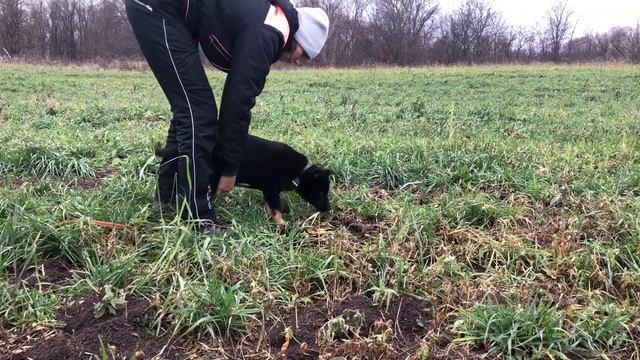 Муссурана с Дальнего Кордона смотреть онлайн