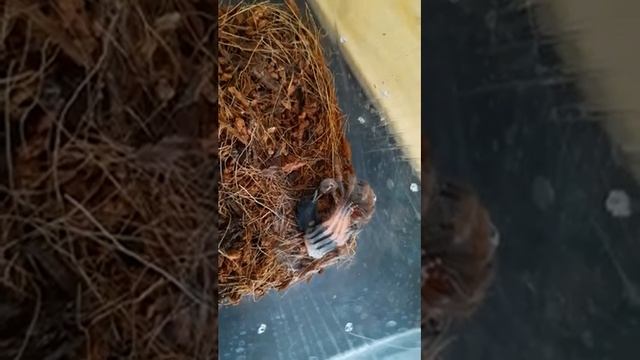 Линька паука птицееда.