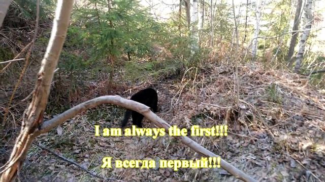 Cat Leo always runs first!!! / Кот Лео всегда прибегает первым!!! смотреть онлайн