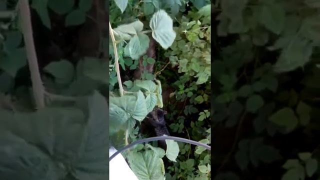 кот лошарик смотреть онлайн