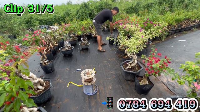 Clip ngày 31/5 Giao lưu nhiều loại hoa giấy mới kayata, pedro, red Piza…☎️ 0784 694 419 смотреть онлайн