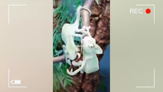 😺Funny cats and pets! Part 12🔥Смешные котики и домашние животные! Часть 12🔥 смотреть онлайн