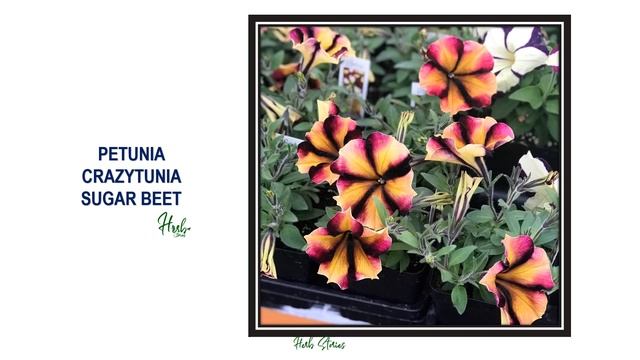 39 PETUNIA SPECIES - CRAZYTUNIA SERIES | HERB STORIES смотреть онлайн