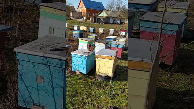 Пчела КАВКАЗЯНКА облёт 2020